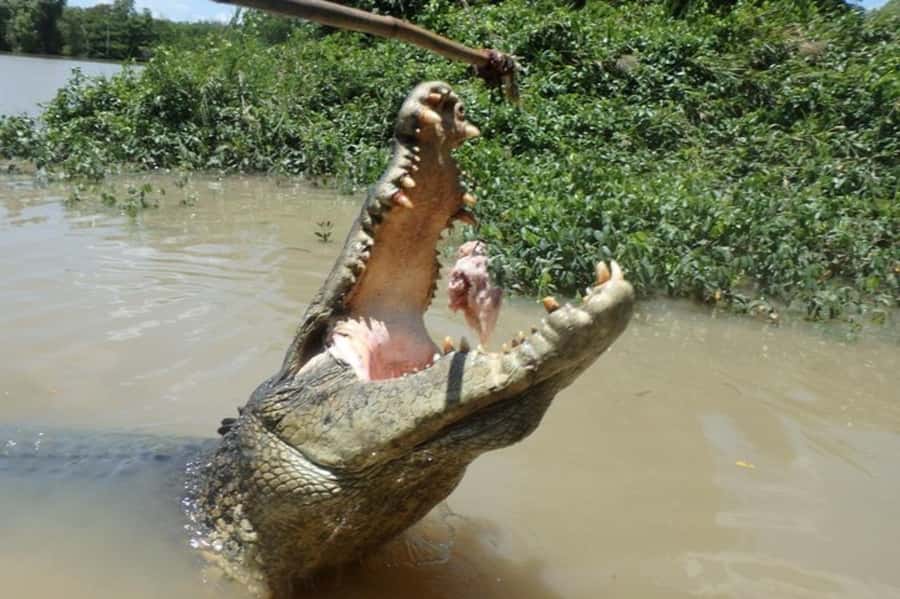 Darwin: Jumping Crocodile Adventure Cruise with Lunch - Is $138 a fair price for this Darwin outing?