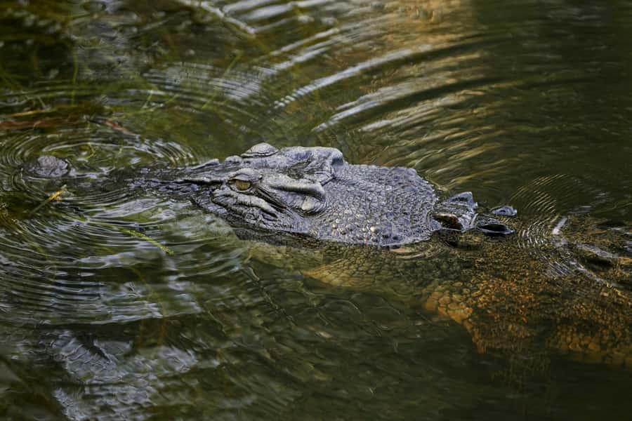 Darwin: Jumping Crocodile Cruise - Should you book the Darwin jumping crocodile cruise?