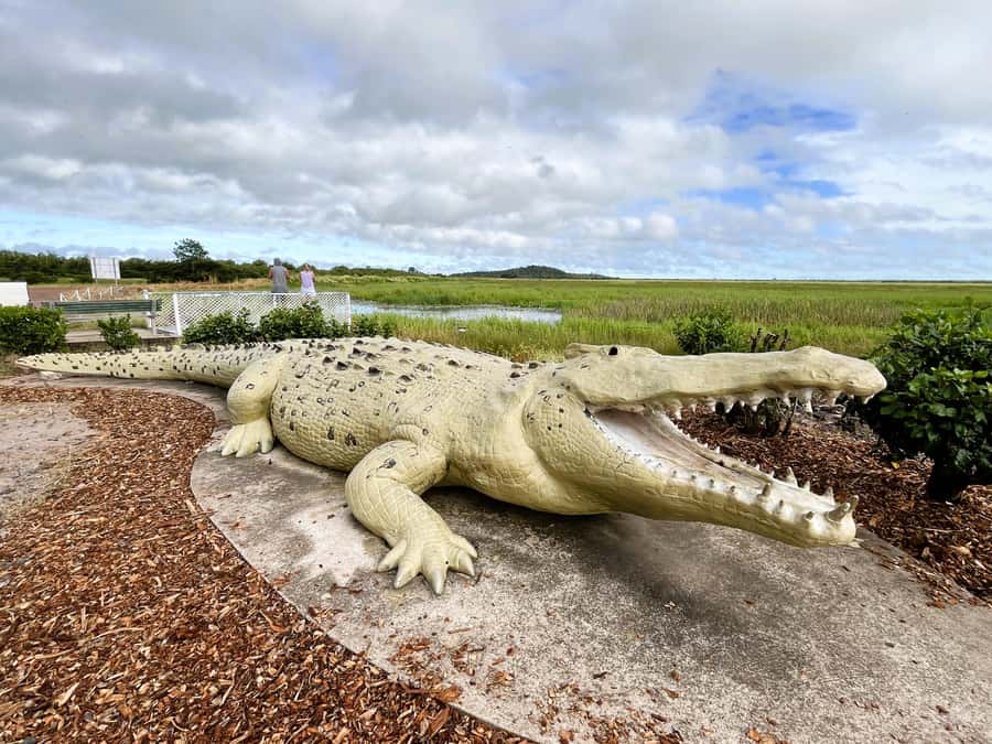 Darwin: Jumping Crocodile Cruise - Birdlife, reptiles, and the river setting