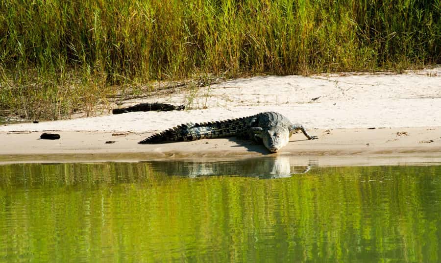 Darwin: Jumping Crocodile Cruise - Is $79 good value?