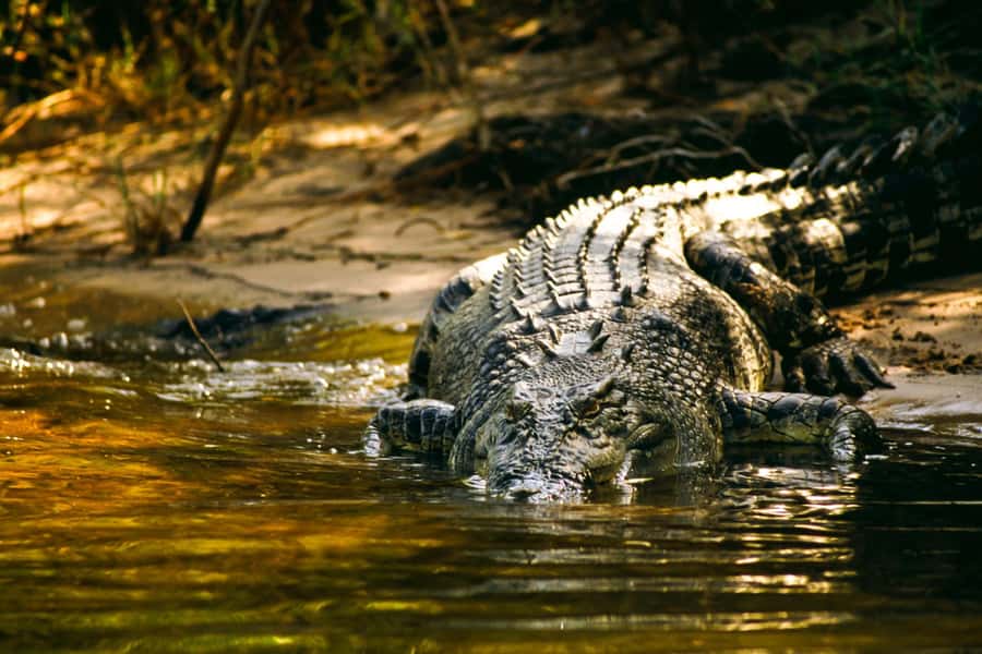 Darwin: Jumping Crocodile Cruise - From Darwin to the Adelaide River