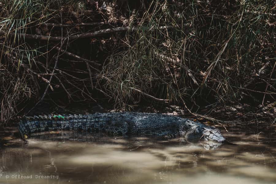 Darwin: Kakadu National Park Day Tour with Lunch - Ubirr: ancient art with time to look properly