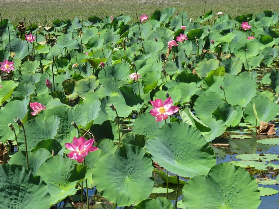 Darwin: Kakadu National Park Day Trip - FAQ