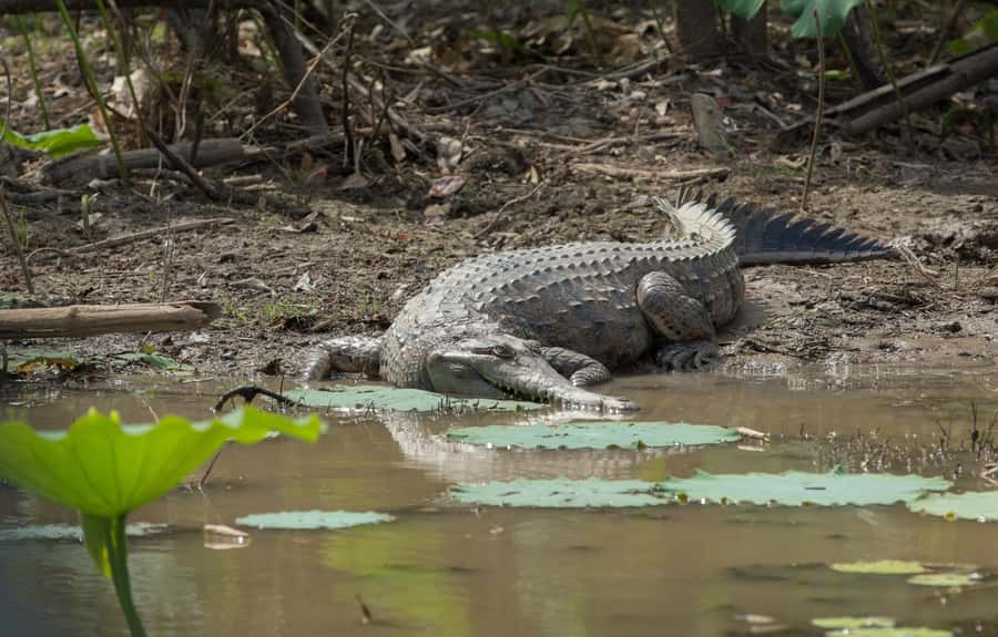 Darwin: Mary River Wetlands Wildlife Cruise with Lunch - The guides shape the day