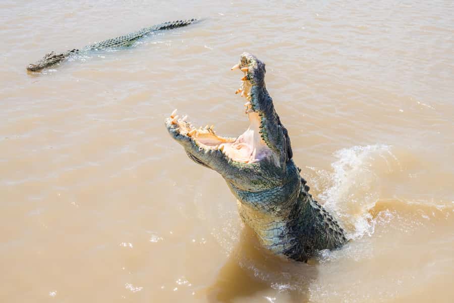 Darwin: Spectacular Jumping Crocodile Adelaide River Cruise - Quick reasons to book