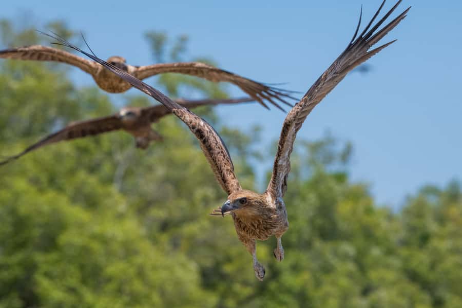 Darwin: Spectacular Jumping Crocodile Adelaide River Cruise - The first crocodile sightings