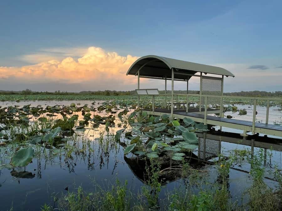 Darwin: The Croc Bus to the Famous Jumping Crocodile Cruise - Practical tips for a smoother outing
