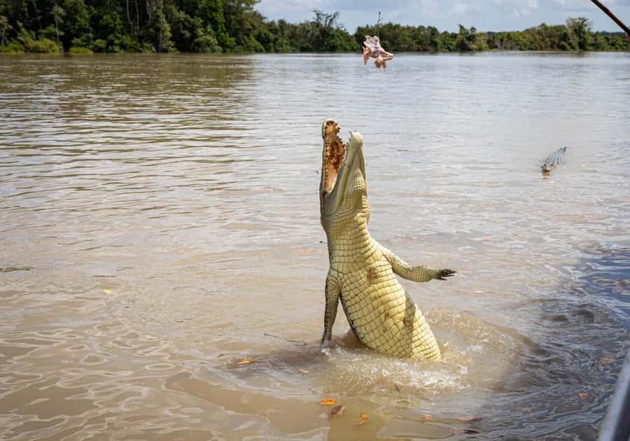 Darwin: The Croc Bus to the Famous Jumping Crocodile Cruise - Fogg Dam adds birds, wetlands, and a slower pace