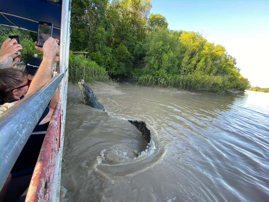 Darwin: The Croc Bus to the Famous Jumping Crocodile Cruise - Who will enjoy this Darwin tour most?