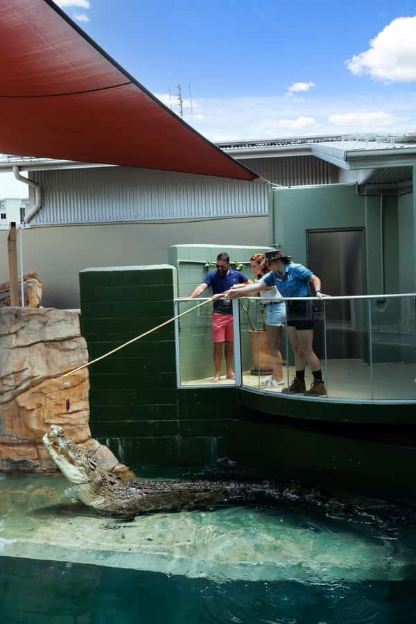 Darwin: VIP Crocosaurus Cove Experience - Feeding the feisty juvenile crocs