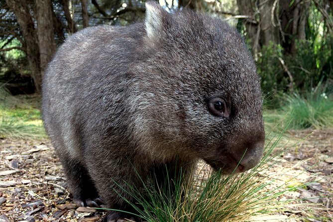 Day Keeper Tour - Seeing quolls as well as devils