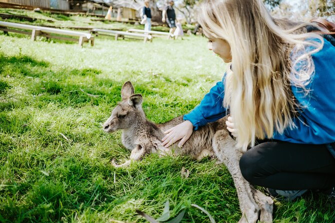 Day Tour in Mt. Field, Mt. Wellington, Bonorong Wildlife Sanctuary and Richmond - Key points to know before booking