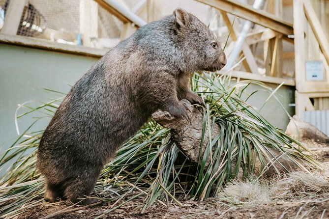 Day Tour in Mt. Field, Mt. Wellington, Bonorong Wildlife Sanctuary and Richmond - The drive is part of the experience