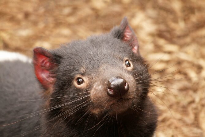Day Tour in Mt. Field, Mt. Wellington, Bonorong Wildlife Sanctuary and Richmond - Who should book this Hobart day tour