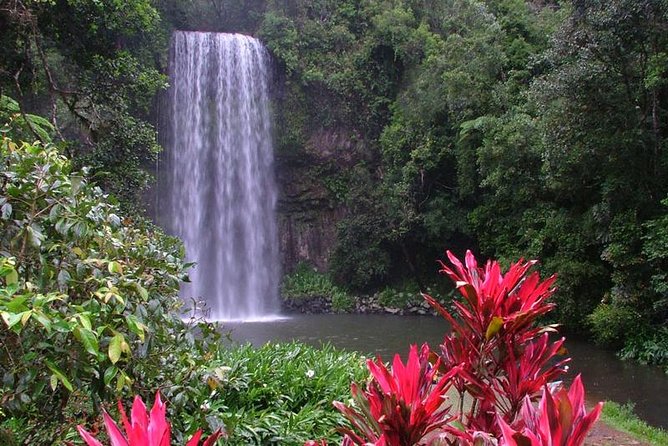 Day Tour to Paronella Park, Lake Barrine and Millaa Millaa Falls - The Curtain Fig Tree and the rainforest in between