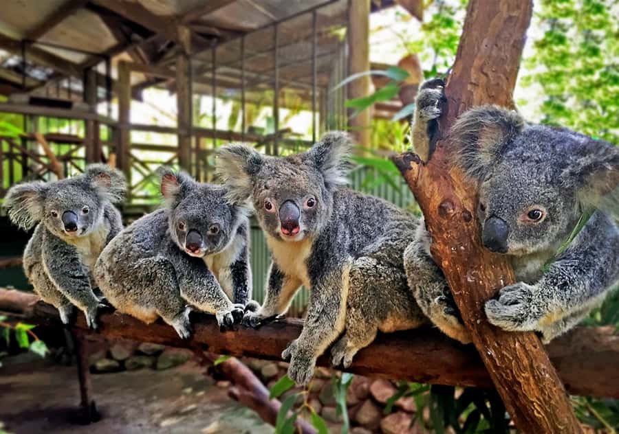 Day Trip: Rainforest & Aboriginal Culture Tour - Riding the World War II Army Duck