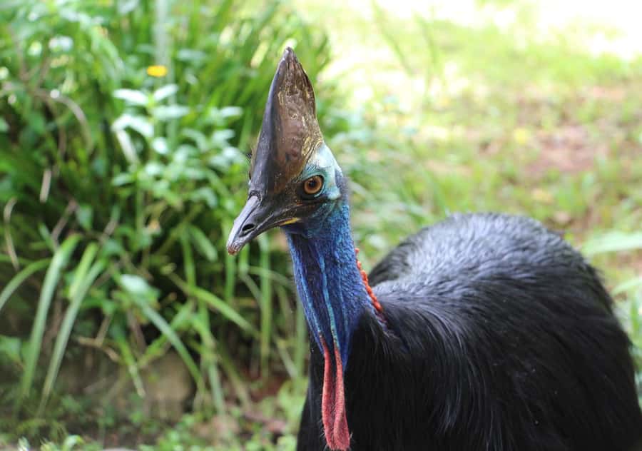 Day Trip: Rainforest & Aboriginal Culture Tour - Lunch, fruit, and a practical break