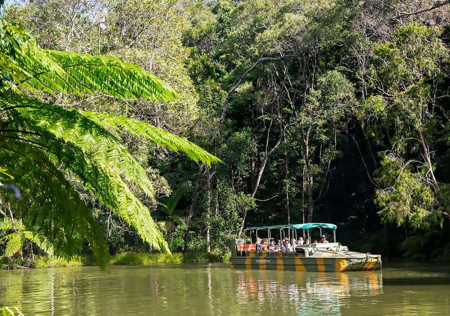 Day Trip: Rainforest & Aboriginal Culture Tour - The Pamagirri Dreamtime Walk