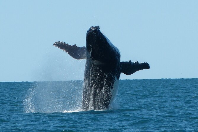 Deluxe Mega Fauna Humpback or Whaleshark Swim Ningaloo Reef - How the wildlife choice is made