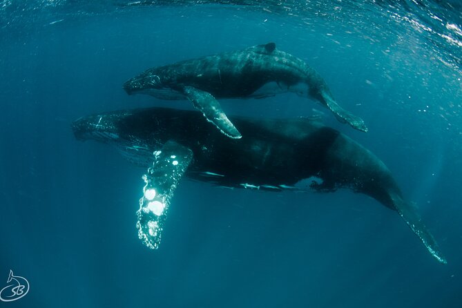 Deluxe Mega Fauna Humpback or Whaleshark Swim Ningaloo Reef - Several chances to snorkel, not one quick look