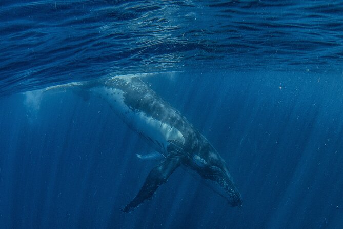 Deluxe Mega Fauna Humpback or Whaleshark Swim Ningaloo Reef - What lunch and included gear mean for value