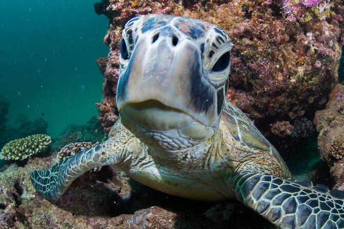 Deluxe Mega Fauna Humpback or Whaleshark Swim Ningaloo Reef - Who should book this Exmouth cruise