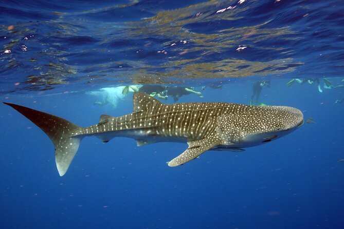 Deluxe Mega Fauna Humpback or Whaleshark Swim Ningaloo Reef - What the small group changes
