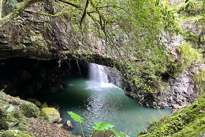 Deluxe Springbrook & Mt Tamborine Glow Worms and famous Skywalk - Natural Bridge, the day’s strongest nature stop