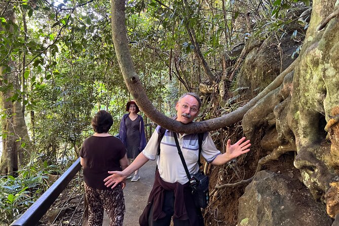 Deluxe Springbrook & Mt Tamborine Glow Worms and famous Skywalk - What to expect inside the glow worm caves