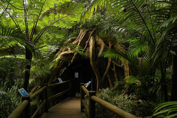 Deluxe Springbrook & Mt Tamborine Glow Worms and famous Skywalk - Is the walking manageable?