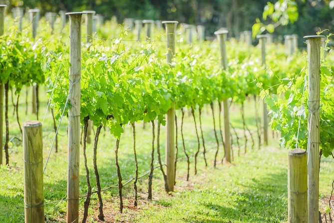 Deluxe Wine Tour to Tamborine Mountain, includes two course lunch - Lunch is more than a quick stop