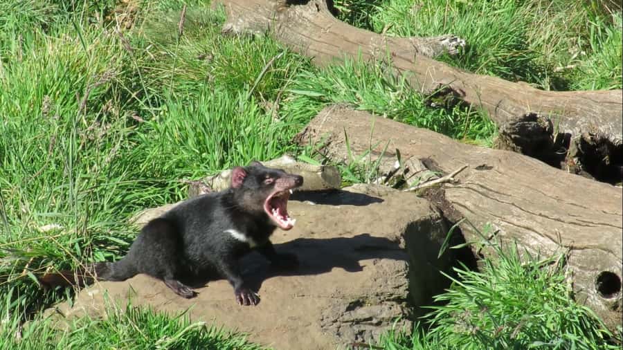 Devils at Cradle: Day Keeper Tour and Entry to Wildlife Park - Key points to know before you go