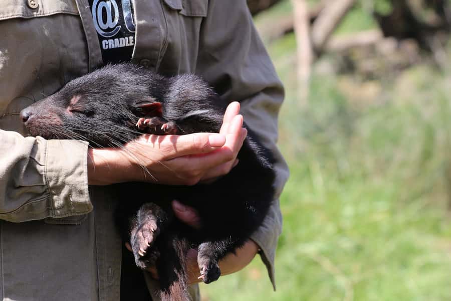 Devils at Cradle: Day Keeper Tour and Entry to Wildlife Park - Meeting Tasmania’s devils at the sanctuary entrance