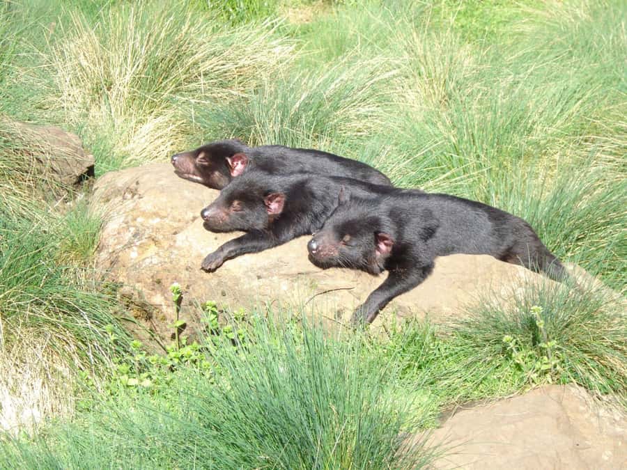 Devils at Cradle: Day Keeper Tour and Entry to Wildlife Park - Three species, three different reasons to pay attention