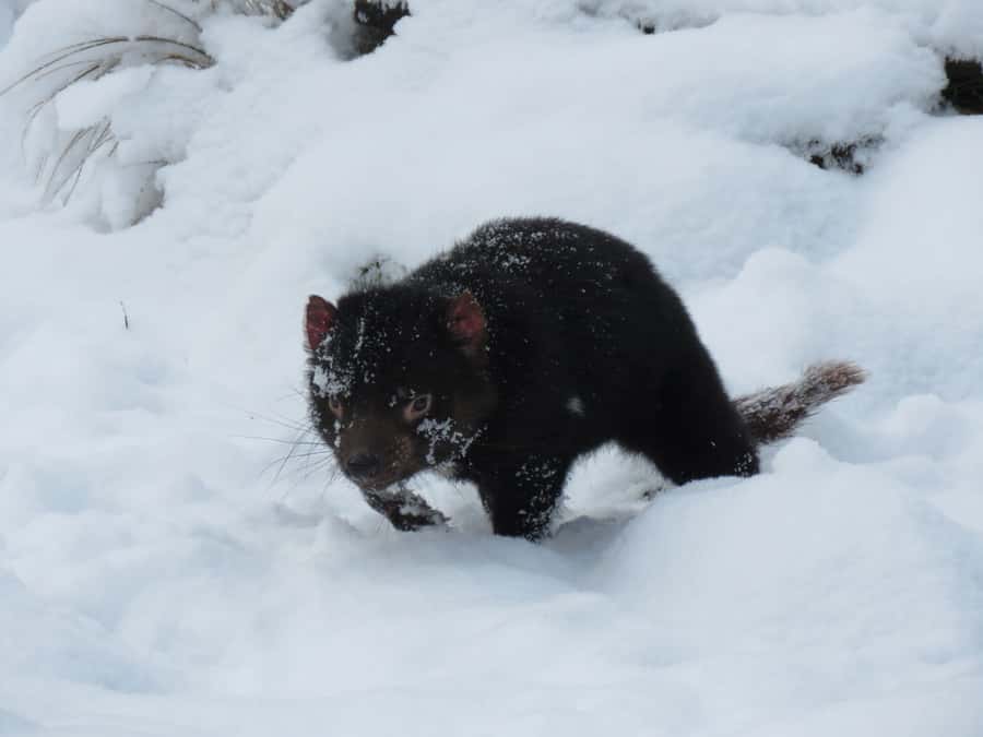 Devils at Cradle: Day Keeper Tour and Entry to Wildlife Park - Fitting the sanctuary into a Cradle Mountain day