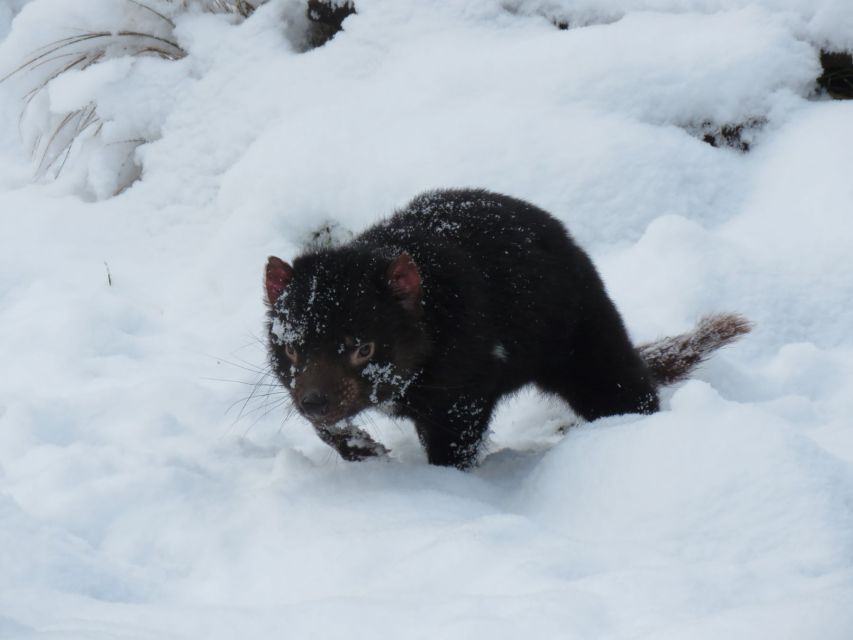 Devils at Cradle: Day Keeper Tour and Entry to Wildlife Park - Who should book this tour