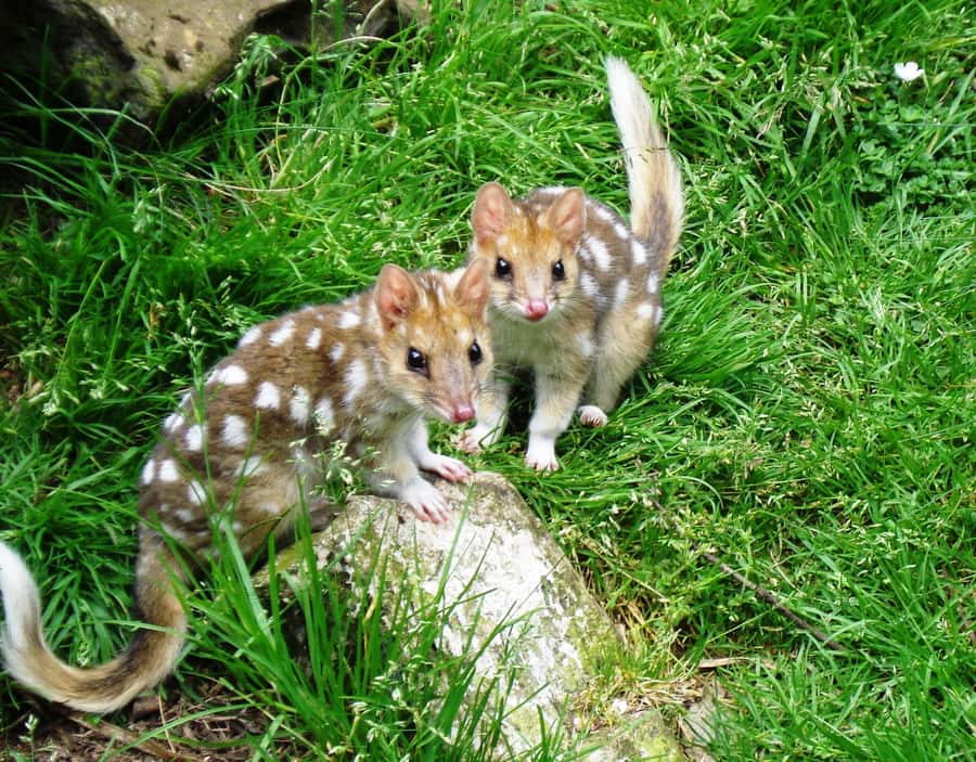 Devils at Cradle: Day Keeper Tour and Entry to Wildlife Park - What happens during the 45-minute keeper tour