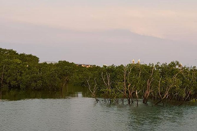 Discover Darwin Harbour 1 hour Darwin Harbour Cruise - Mangroves, shipwrecks, and crocodile country