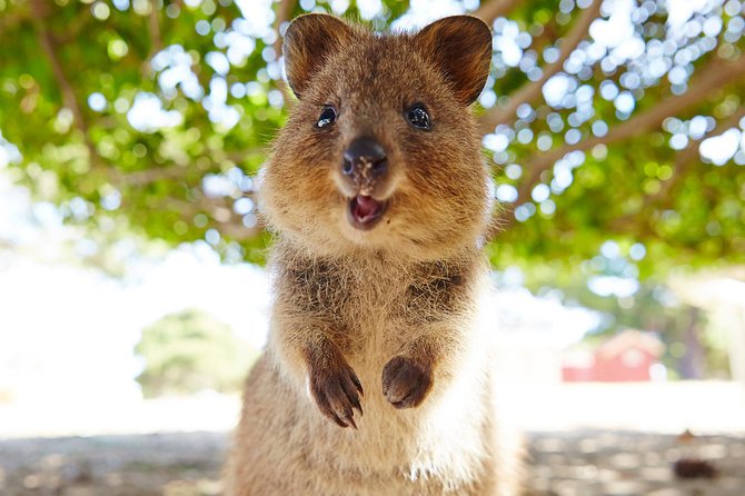 Discover Rottnest with Ferry & Bus Tour - Why Rottnest Island makes such a good day trip