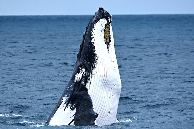 Discover Rottnest with Ferry & Bus Tour - Is the lunch upgrade worth paying for?