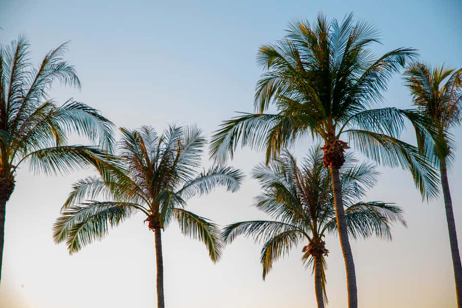 Discover the City of Darwin: Half-Day City Coach Tour - Exploring the Museum and Art Gallery of the Northern Territory