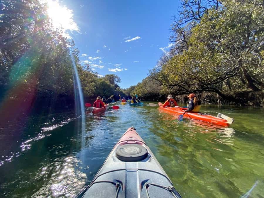 Dolphin Sanctuary and Ships Graveyard Kayak Tour - Is $55 good value?