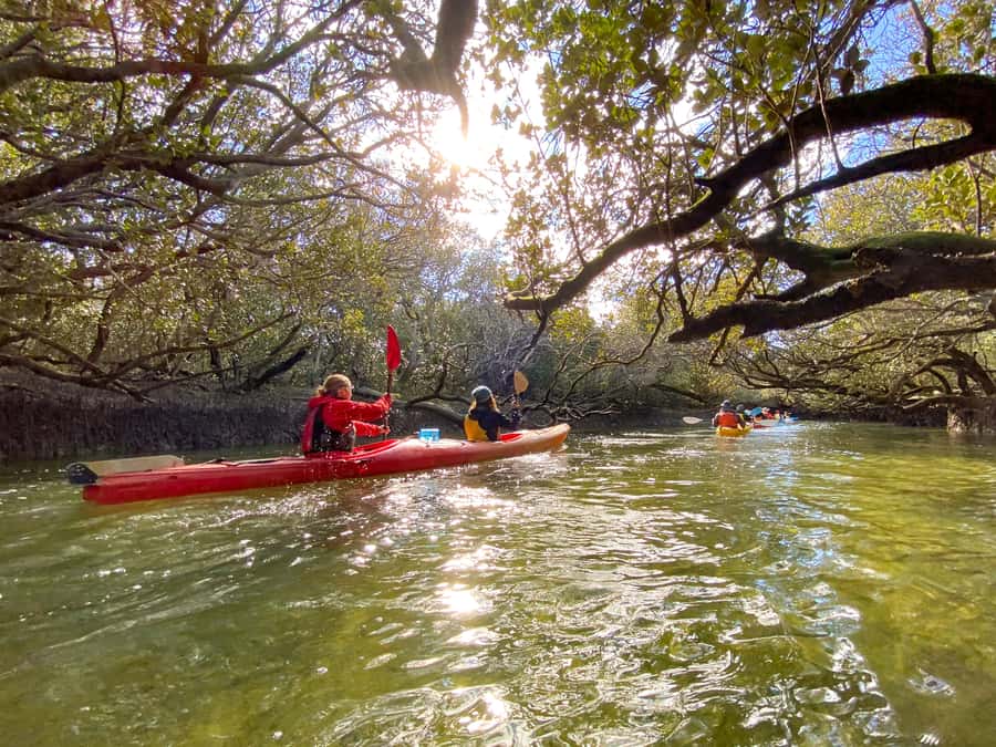 Dolphin Sanctuary and Ships Graveyard Kayak Tour - Why this Port River kayak tour is worth your morning