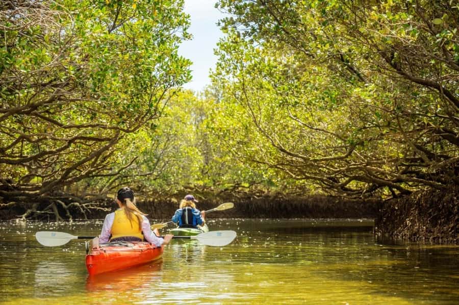 Dolphin Sanctuary and Ships Graveyard Kayak Tour - First paddles through the Dolphin Sanctuary