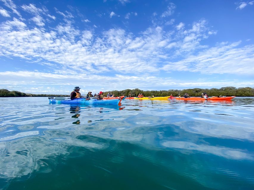 Dolphin Sanctuary and Ships Graveyard Kayak Tour - The mangrove creeks are the quiet highlight