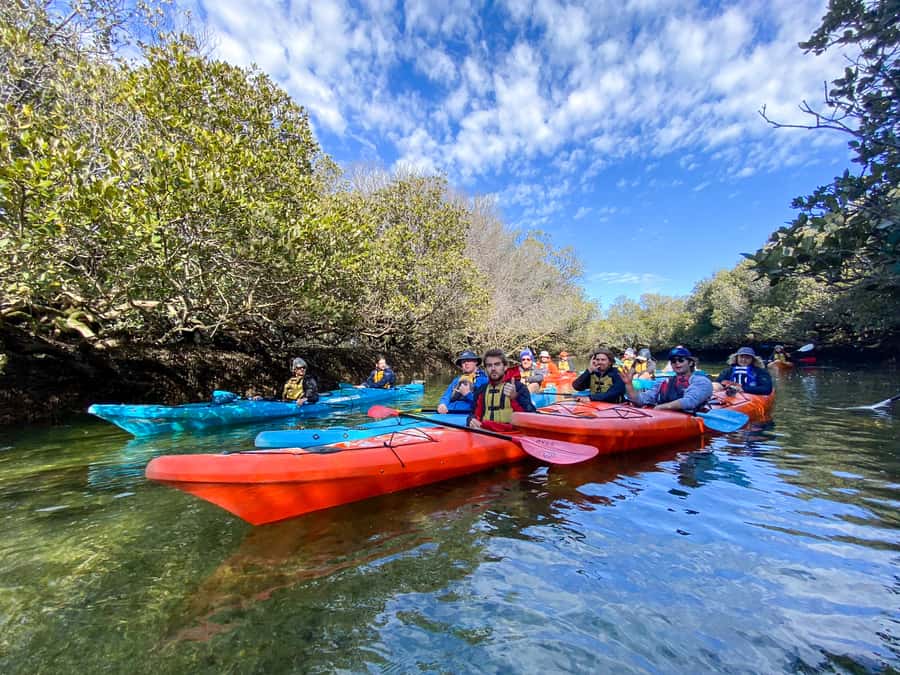 Dolphin Sanctuary and Ships Graveyard Kayak Tour - The guides make or break the experience