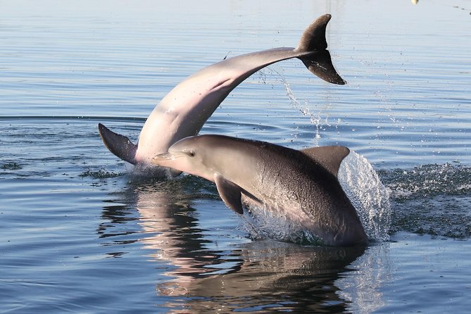 Dolphin Sanctuary Kayak Tour Adelaide - Through the Adelaide Dolphin Sanctuary