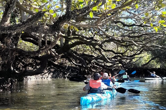 Dolphin Sanctuary Kayak Tour Adelaide - How dolphin sightings work