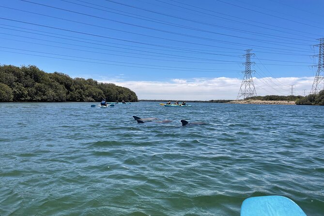 Dolphin Sanctuary Kayak Tour Adelaide - Guides, safety, and the feel of the outing