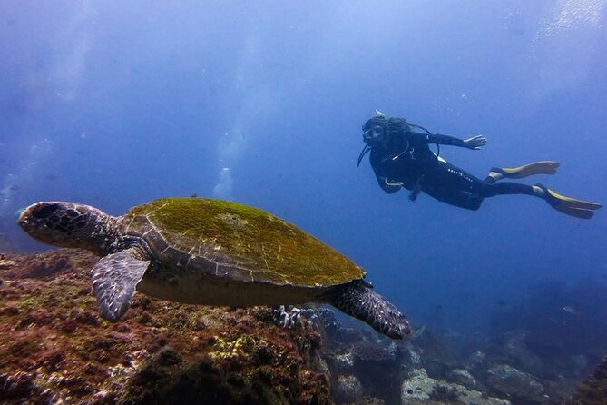 Double Dive to South Solitary Island Coffs Harbour - The one-hour break on board